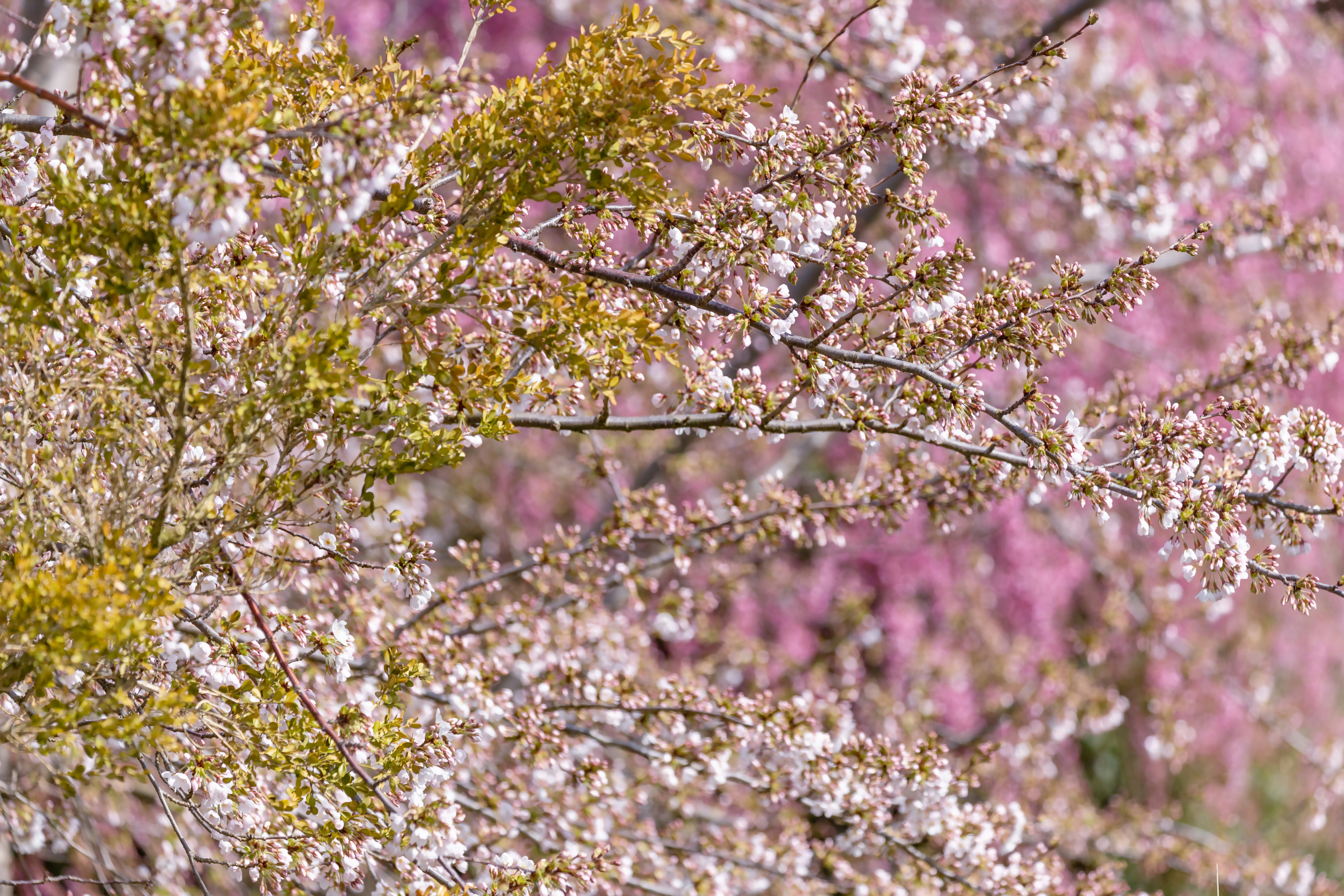 white and pink flowers during daytime